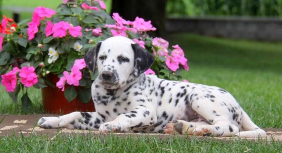 dalmatian puppy teddy