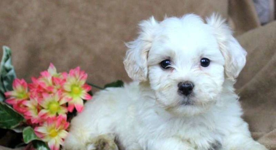 shichon dogs for adoption