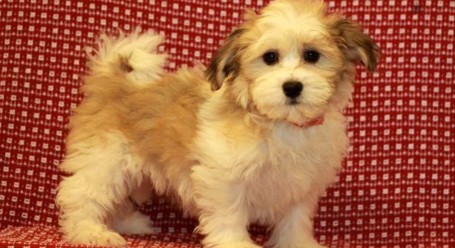 shichon dogs for adoption