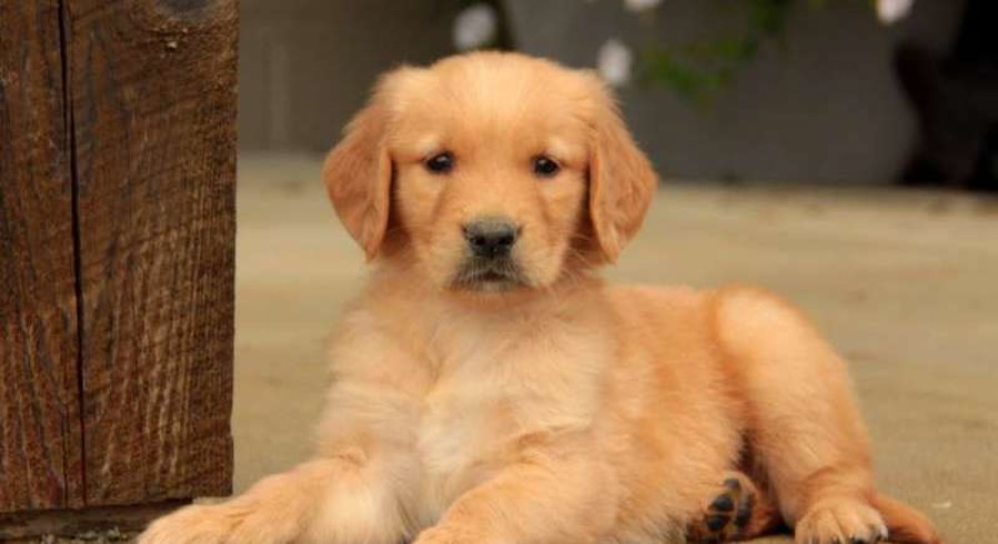 Golden Retriever Puppies Utah Adoption 2 purebred Golden