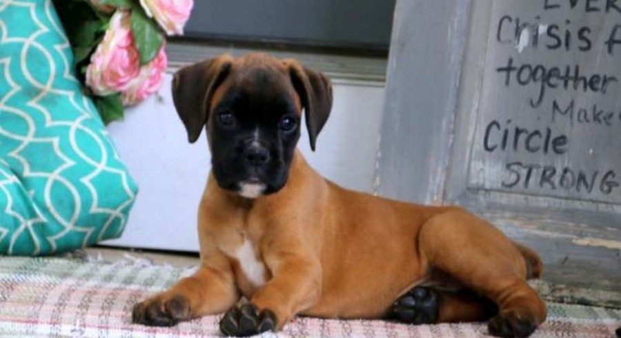 boxer breeders near me boxer breeders near me