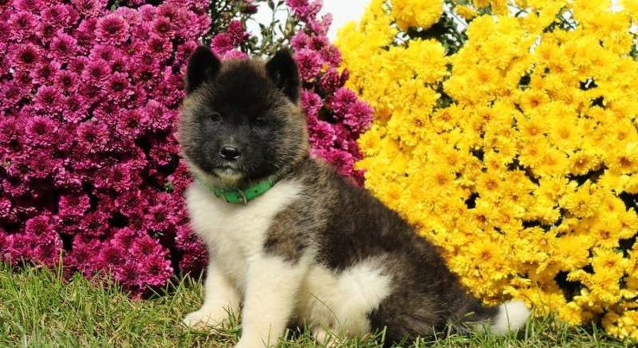 Akita.Meet Andy a Puppy for Adoption.