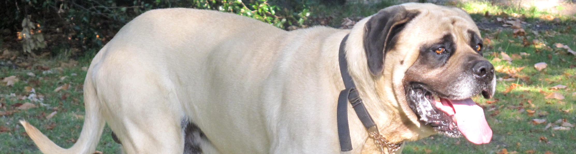 Mastiff Health - Dog Breeds at NewPetOwners