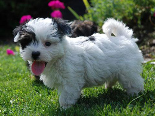 Morkie / Yorktese Cost - Dog Breeds at NewPetOwners