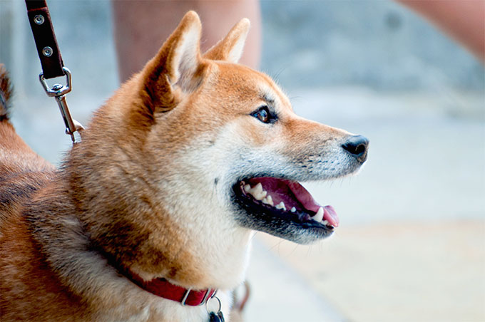 Shiba Inu Characteristics - Dog Breeds at NewPetOwners