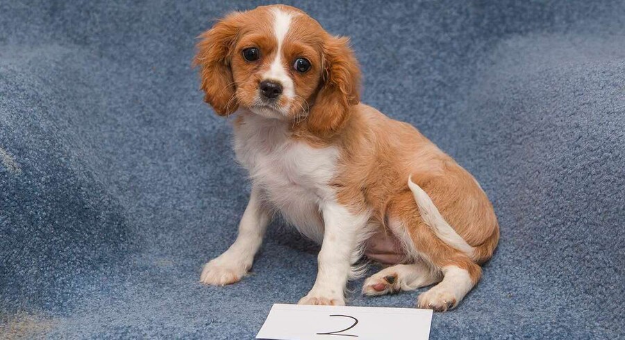 Cockalier.Meet Cindy a Puppy for Adoption.