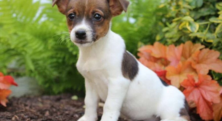 Jack Russell Terrier.Meet June a Puppy for Adoption.