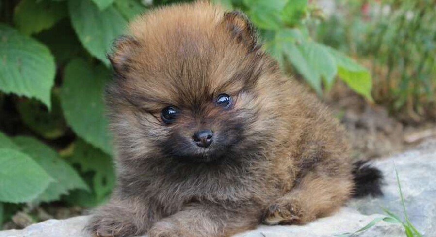 Pomeranian.Meet Tiny a Puppy for Adoption.