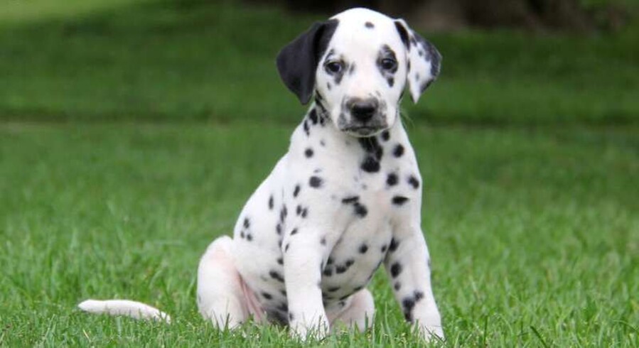 Dalmatian.Meet Taffy a Puppy for Adoption.