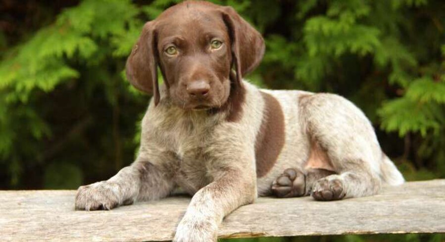 German Shorthaired Pointer Mix Meet Benny A Puppy For Free Nude Porn   Fix900x490 