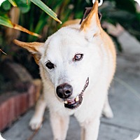 Image Result For Shiba Inu Rescue Los Angeles Image Result For Shiba Inu Rescue Los Angeles