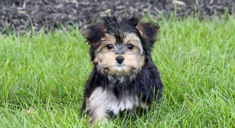 Yorkie-Chon.Meet Candace a Puppy for Adoption.