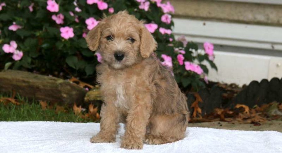 Schnoodle-Miniature.Meet Pepsi a Puppy for Adoption.
