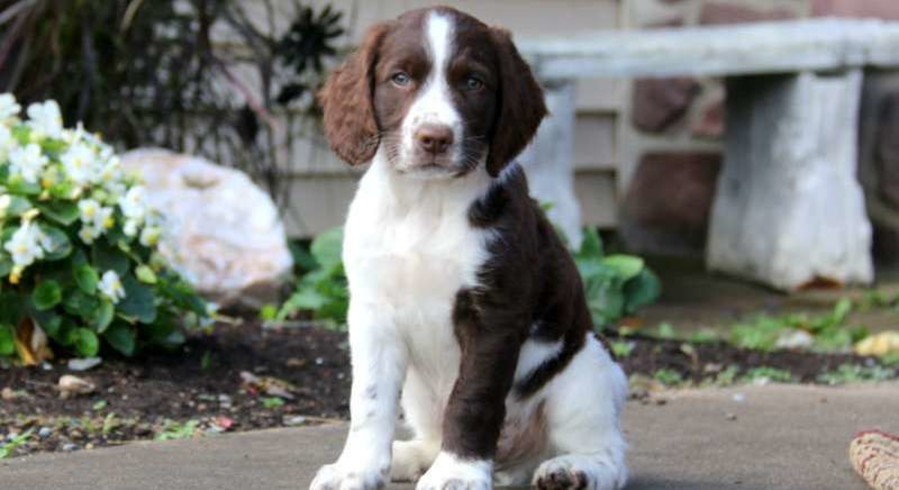 teddy english springer