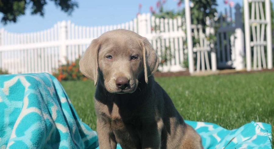 Labrador Retriever-Silver.Meet Fiona a Puppy for Adoption.