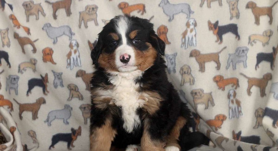 Bernese Mountain Dog Mix.Meet Felicia a Puppy for Adoption.