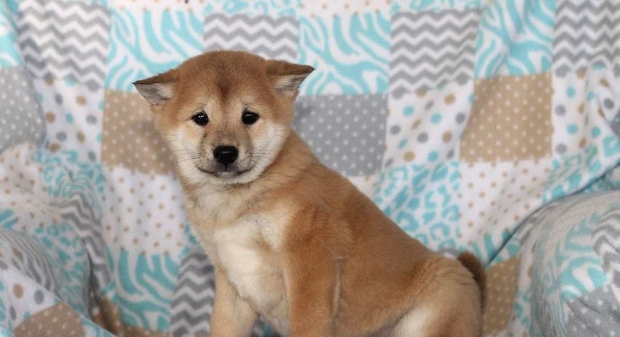 Shiba Inu.Meet Quaid a Puppy for Adoption.