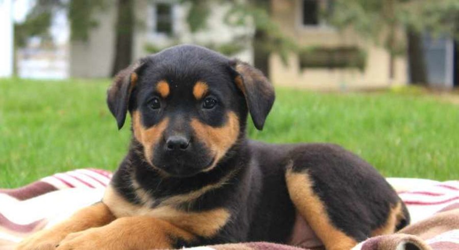 Rottweiler Mix.Meet Alice a Puppy for Adoption.