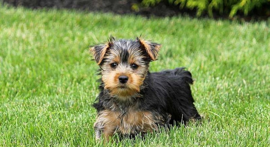 Yorkshire Terrier.Meet Kiki a Puppy for Adoption.