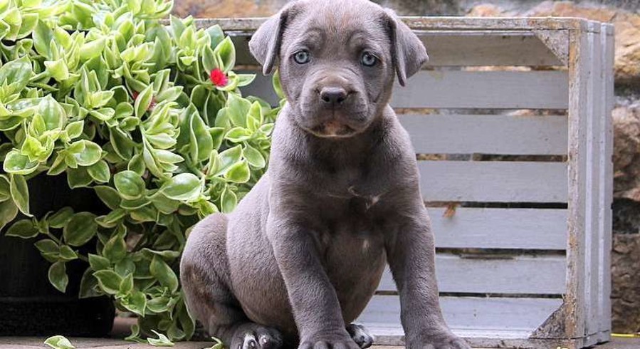 Cane Corso Meet Jonah a Puppy for Adoption Cane Corso Meet Jonah a Puppy for Adoption