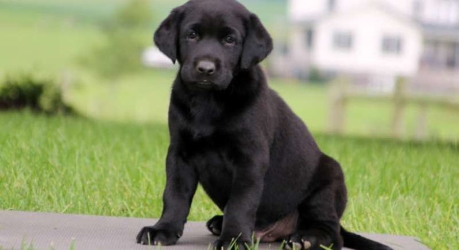 Black Labrador Retriever.Meet Derek a Puppy for Adoption.