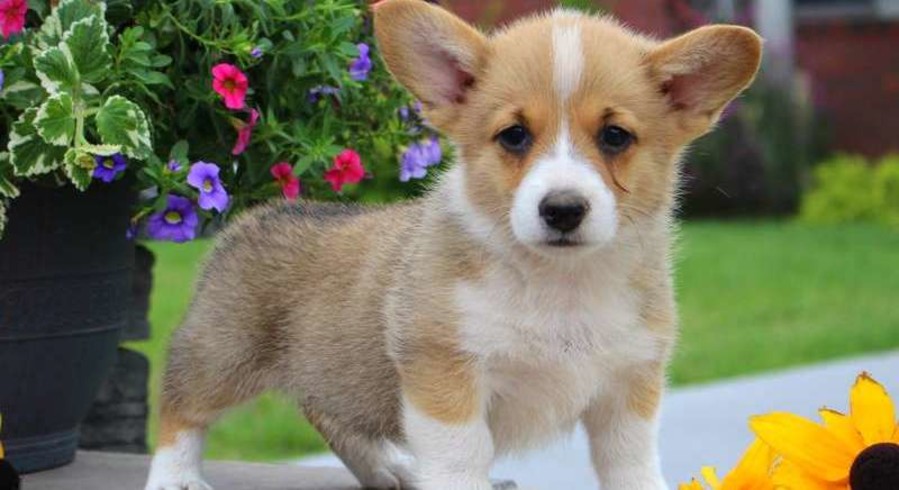 Pembroke Welsh Corgi.Meet Fawn a Puppy for Adoption.