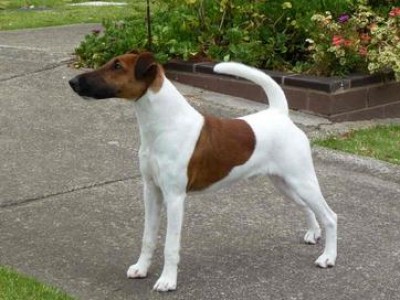 Smooth Fox Terrier Information Dog Breeds At Newpetowners