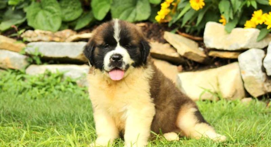 Saint Bernard.Meet Abe a Puppy for Adoption.