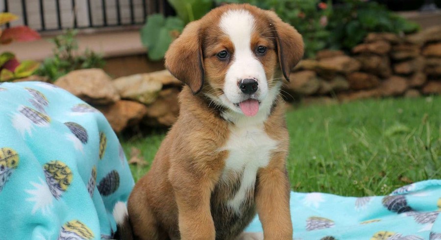 Bernese Mountain Dog Mix.Meet Farrah a Puppy for Adoption.