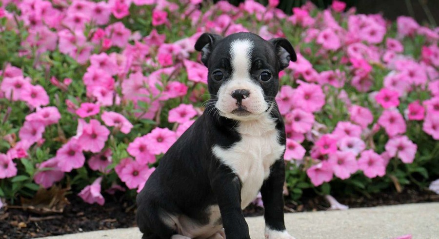 Boston Terrier.Meet Willow a Puppy for Adoption.