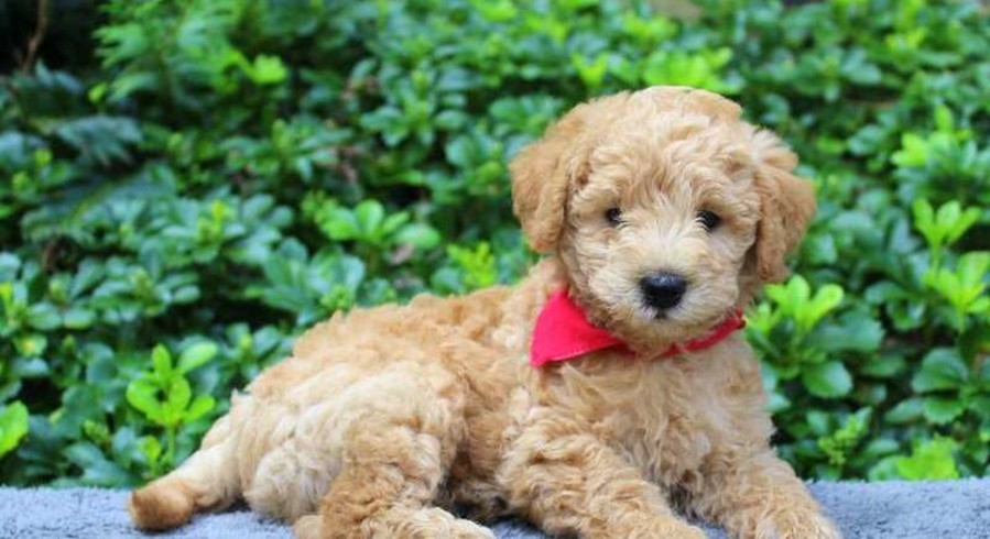 Mini Labradoodle.Meet Charles a Puppy for Adoption.