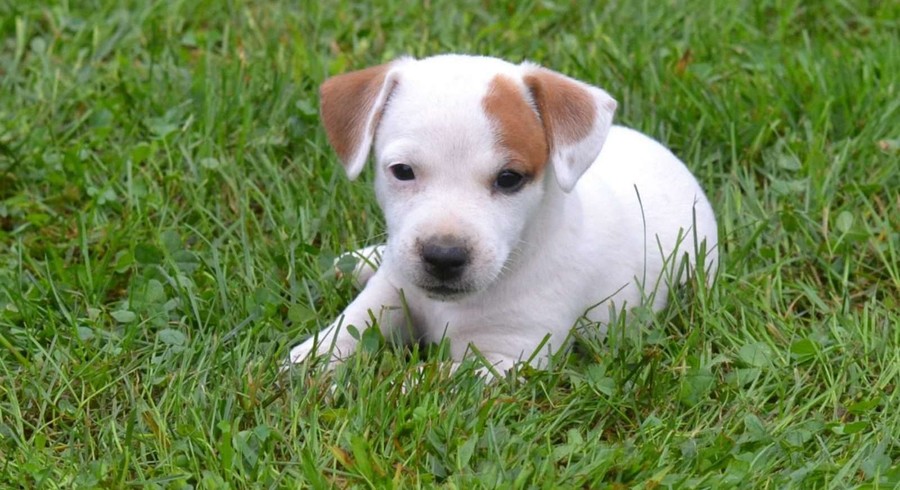 Jack Russell Terrier.Meet Frenchie a Puppy for Adoption.