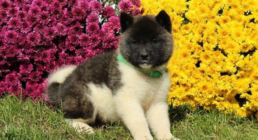 Akita.Meet Andy a Puppy for Adoption.