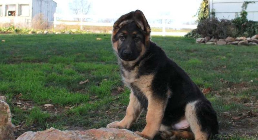 German Shepherd.Meet Vernon a Puppy for Adoption.