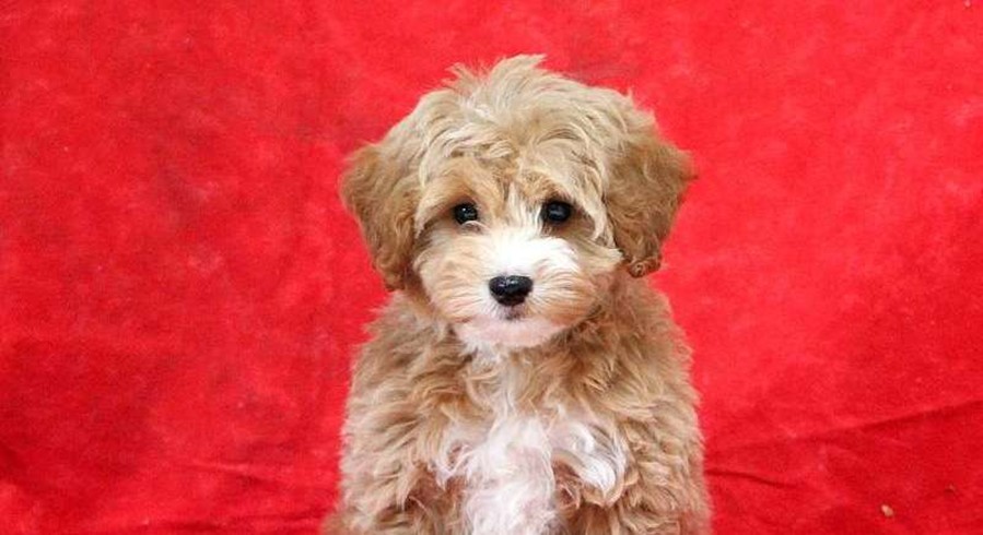 Miniature Poodle Mix.Meet Georgia a Puppy for Adoption.
