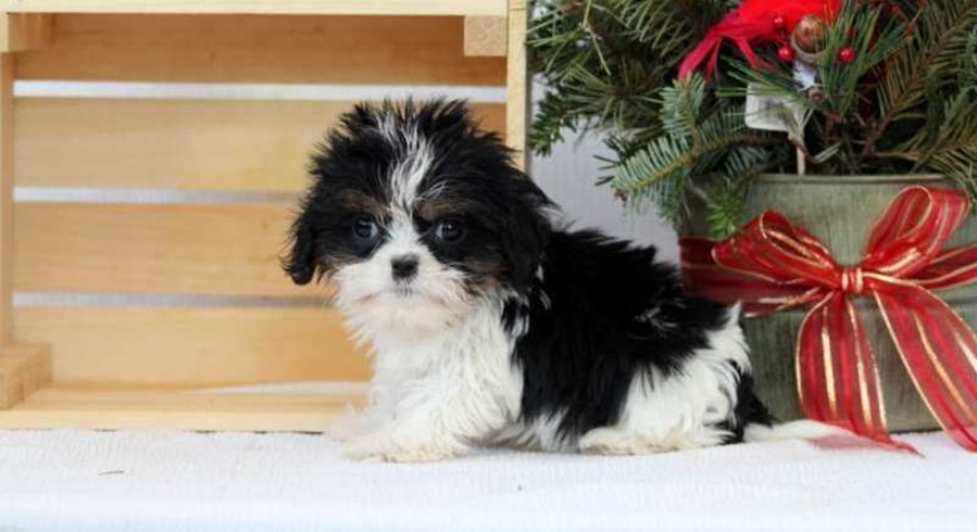 CavaTzu.Meet Iris a Puppy for Adoption.