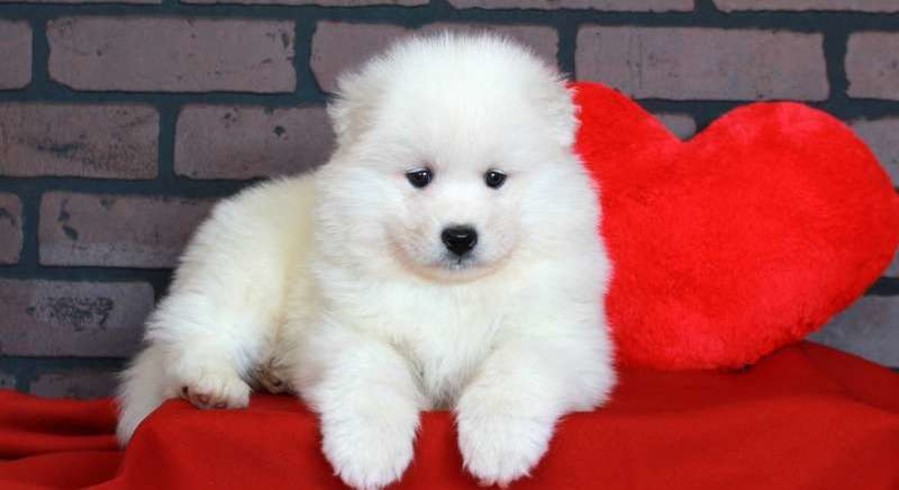 Samoyed.Meet Valentine a Puppy for Adoption.