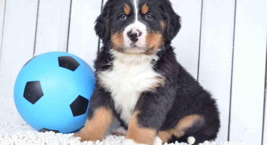 Bernese Mountain Dog.Meet Duke a Puppy for Adoption.