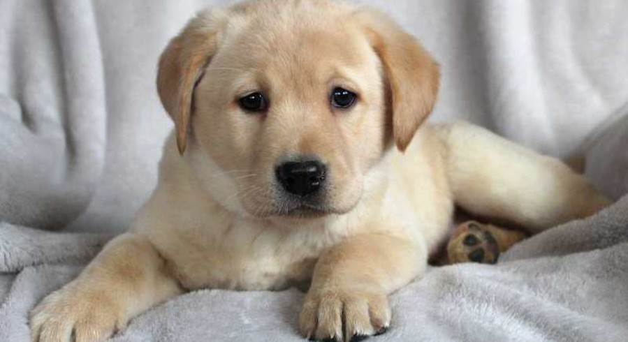 yellow labs for adoption