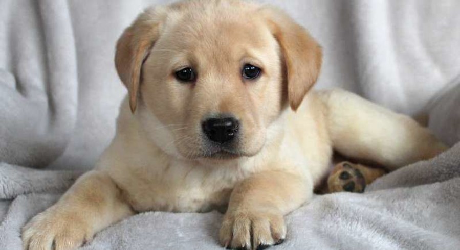 Yellow Labrador Retriever.Meet Darla a Puppy for Adoption.