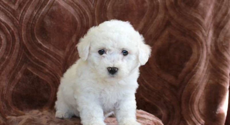 Bichon Frise.Meet Gibson a Puppy for Adoption.